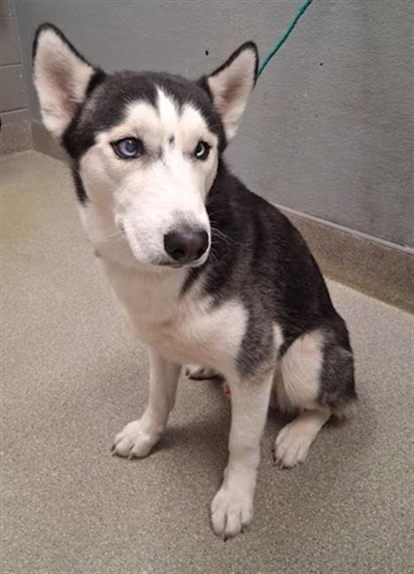 *GALAXY - Siberian Husky available for adoption