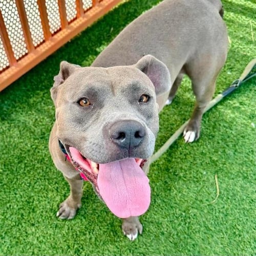 *ENRIQUE - Pit Bull Terrier available for adoption