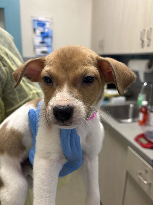 *SAILOR VENUS - Pit Bull Terrier / Siberian Husky available for adoption