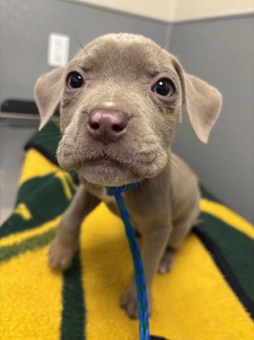 *LESLIE - Pit Bull Terrier available for adoption