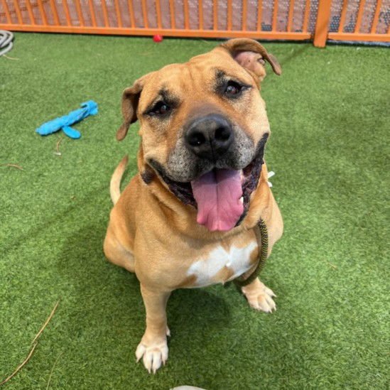 UNO - Presa Canario available for adoption