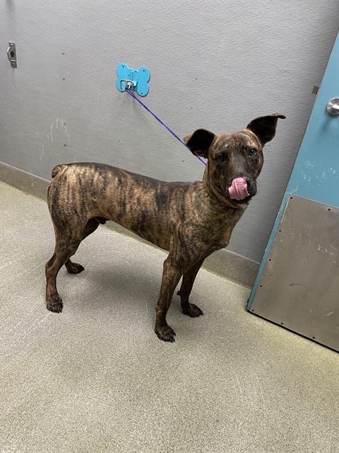 DEXTER - Pit Bull Terrier available for adoption
