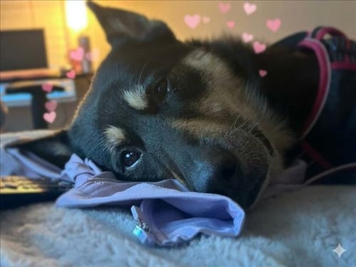 *RONALDO - German Shepherd Dog available for adoption