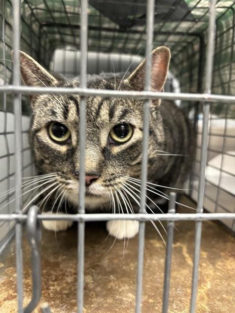 GIZMO - Domestic Short Hair for adoption in North Las Vegas