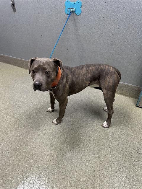 DYNASTY - Pit Bull Terrier available for adoption