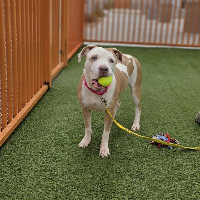 *LILLITH - Pit Bull Terrier available for adoption