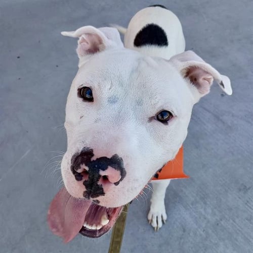 *BODGER - Pit Bull Terrier available for adoption