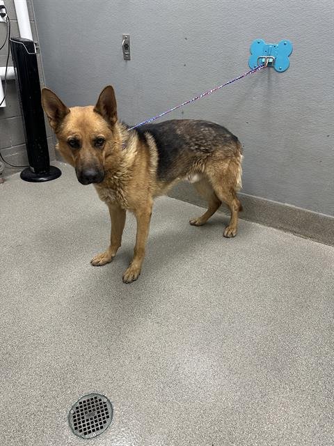 *DOC MARTIN - German Shepherd Dog available for adoption