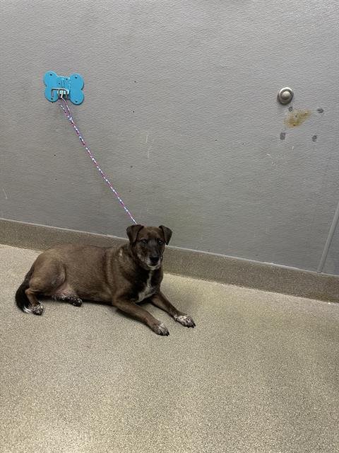 DUKE - American Pit Bull Terrier available for adoption
