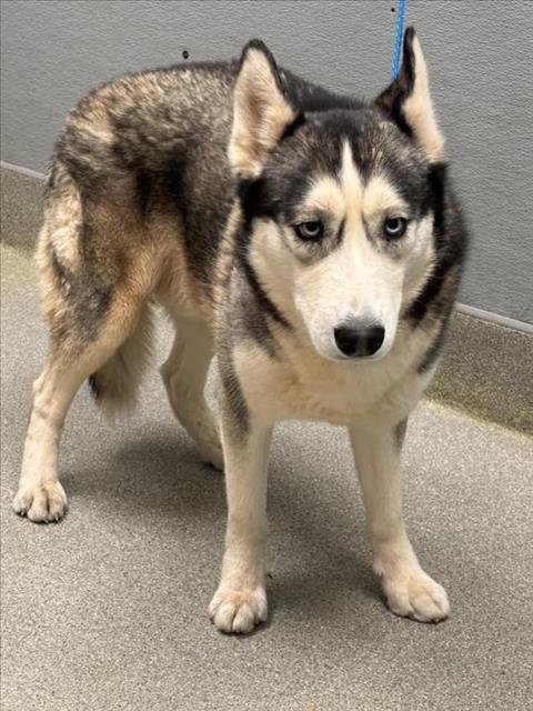 *COMET - Siberian Husky available for adoption