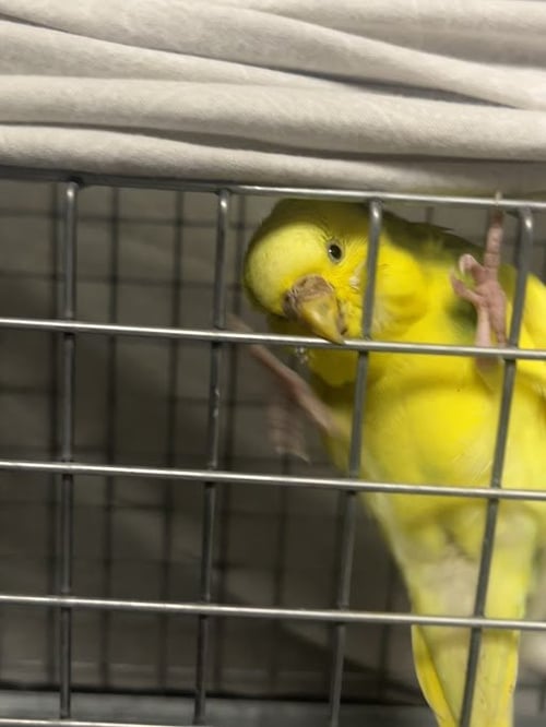 *TWEETY - Parakeet - Other available for adoption