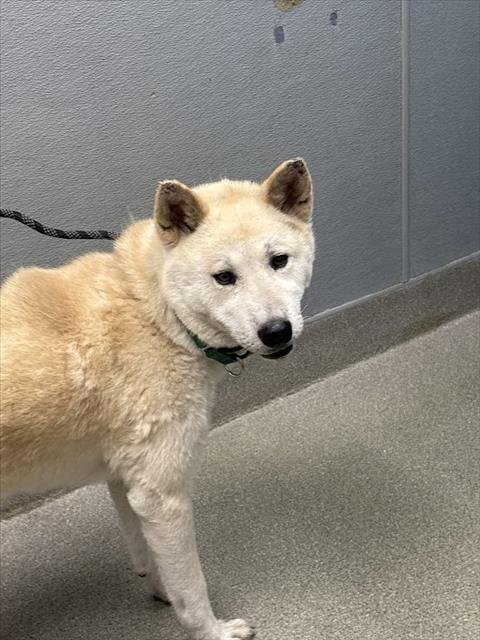 LEXI - Siberian Husky available for adoption