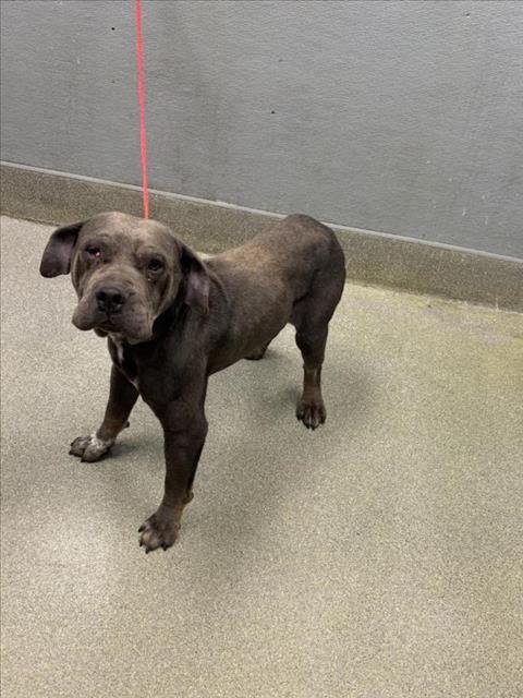 *JIM-BOB - Pit Bull Terrier available for adoption