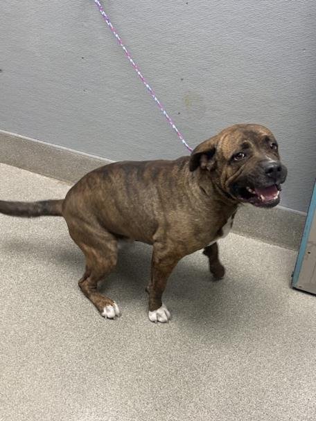 *SMORES POPTART - Pit Bull Terrier available for adoption