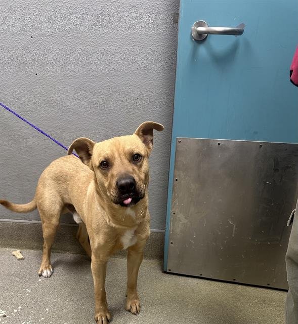 CASH - Pit Bull Terrier available for adoption