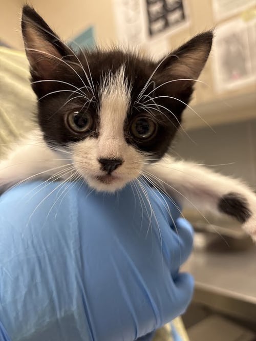 *KATARA - Domestic Short Hair available for adoption