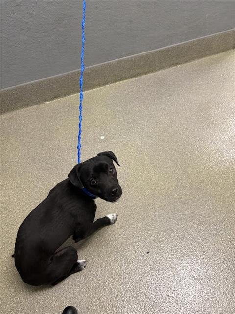 *JUICE ORTIZ - Chihuahua available for adoption