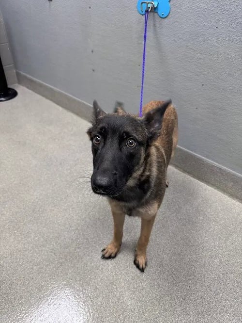 *APHRODITE - Belgian Shepherd Malinois available for adoption