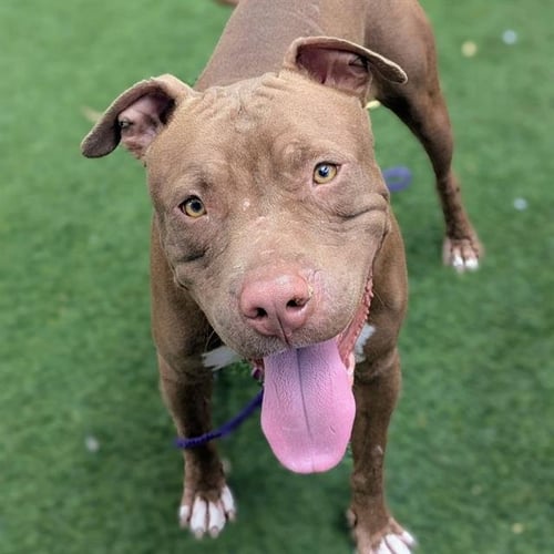 *TWIX - Pit Bull Terrier available for adoption