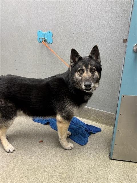 *GALE - German Shepherd Dog available for adoption