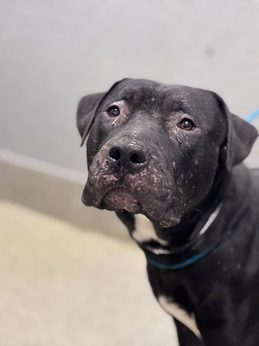 *BARNABUS - Pit Bull Terrier available for adoption