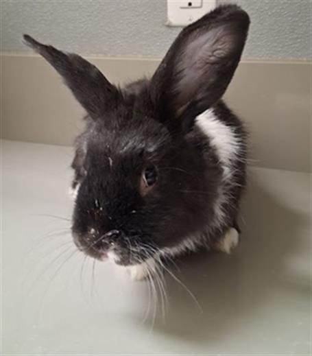 BENITO - Longhaired Rabbit available for adoption