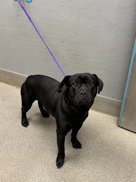 COOKIE - Labrador Retriever available for adoption
