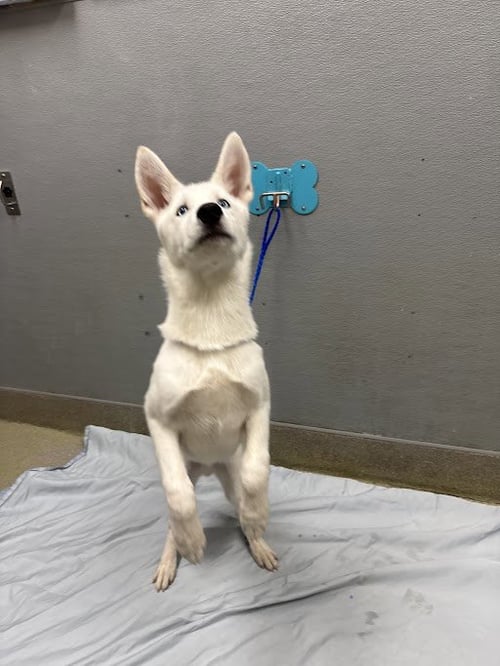 *LIGHTING BOLT - Siberian Husky available for adoption