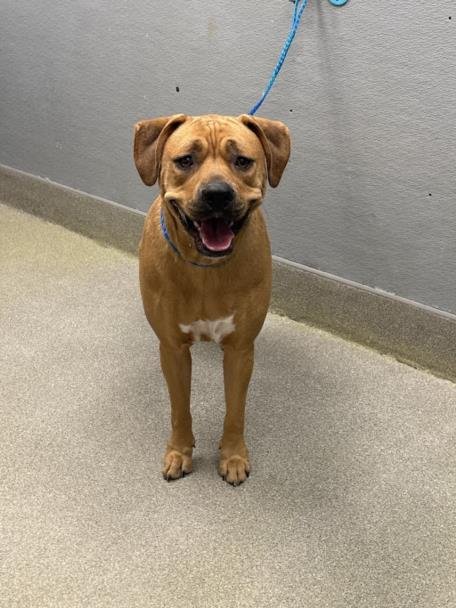 GOLDIE - Boxer available for adoption