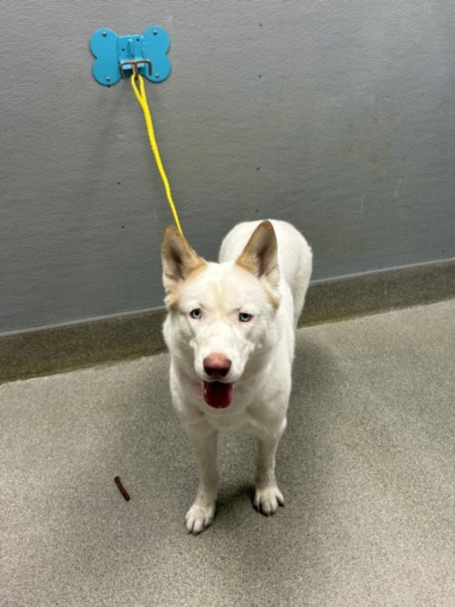 TALA - Siberian Husky available for adoption