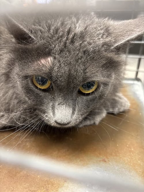 *JALAPENO POPPER - Domestic Long Hair for adoption in North Las Vegas