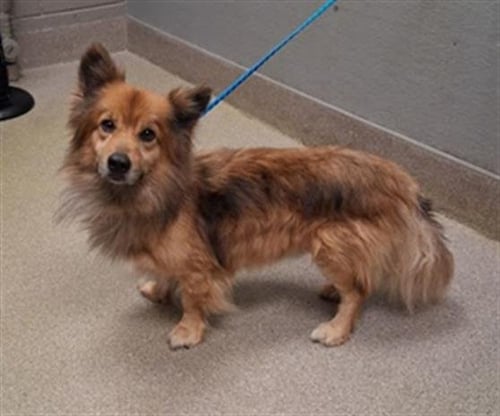 *VINNY - Pembroke Welsh Corgi available for adoption