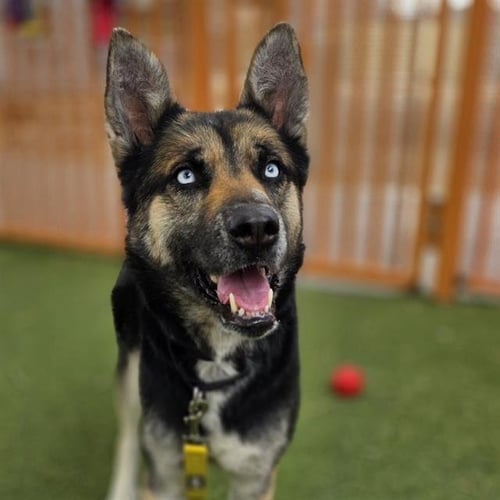 *JUNE - German Shepherd Dog / Siberian Husky available for adoption