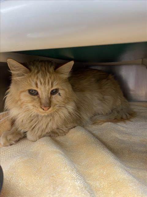 *CHUEBY - Domestic Long Hair available for adoption