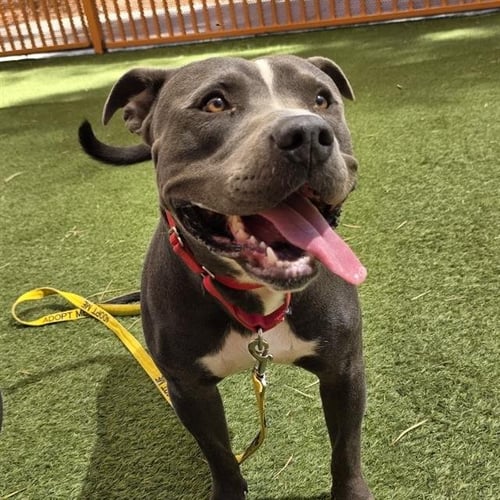 *ZAK - Pit Bull Terrier available for adoption