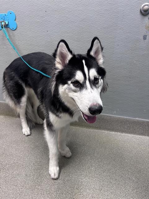 *JET - Siberian Husky available for adoption