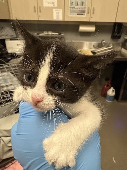 *FLUER - Domestic Short Hair available for adoption