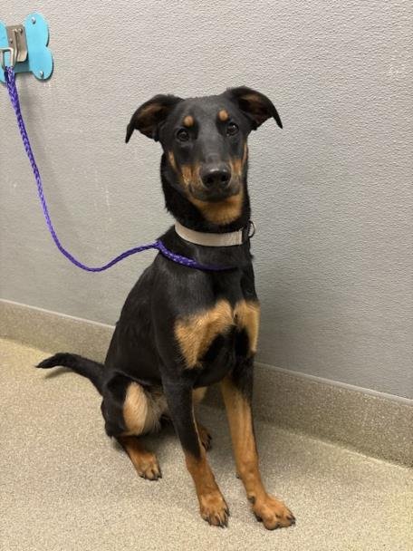 *ZIGGY STARDUST - Doberman Pinscher available for adoption