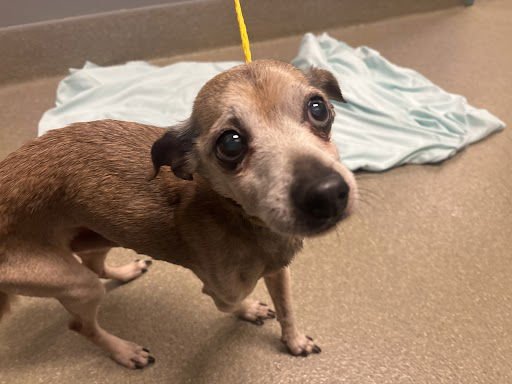 BEARS - Chihuahua available for adoption