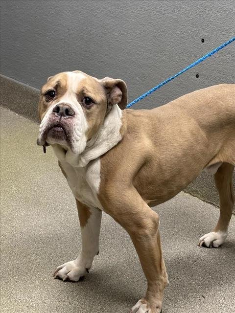 *THUMPER - American Bulldog available for adoption