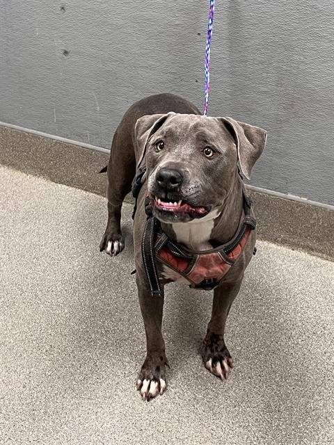 DOKI - Pit Bull Terrier available for adoption