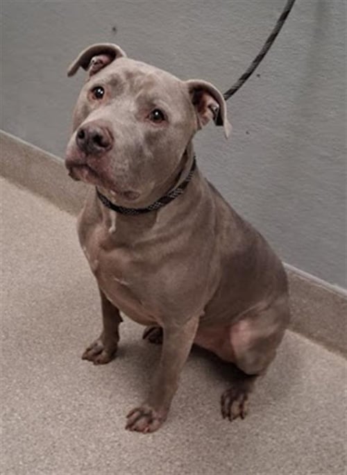 HERCULES - Pit Bull Terrier available for adoption