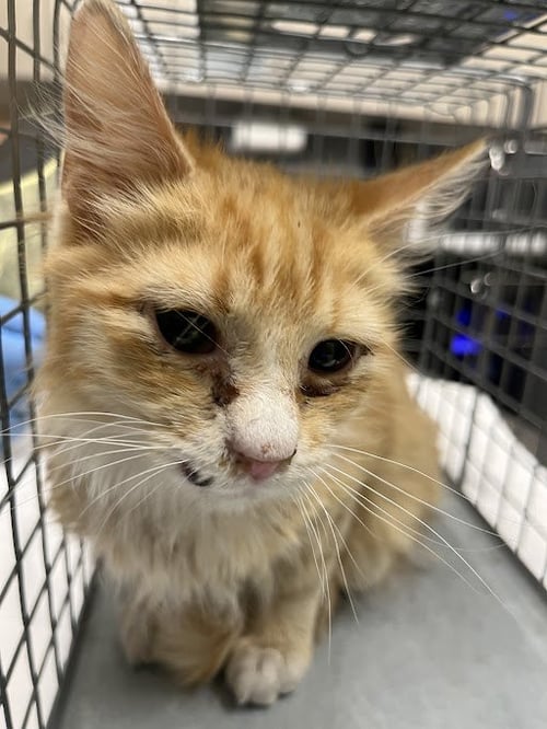 *SODA POP - Domestic Medium Hair available for adoption