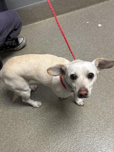 MALUMA - Chihuahua available for adoption