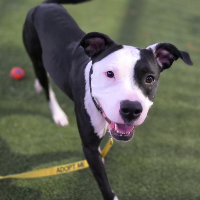 MEDUSA - Pit Bull Terrier available for adoption