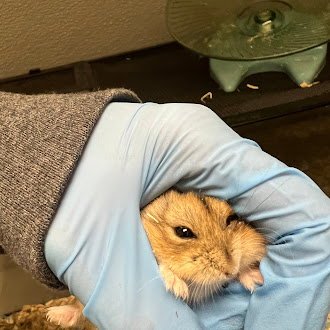 *CHAI - Hamster available for adoption