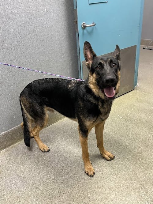 STONE - German Shepherd Dog available for adoption