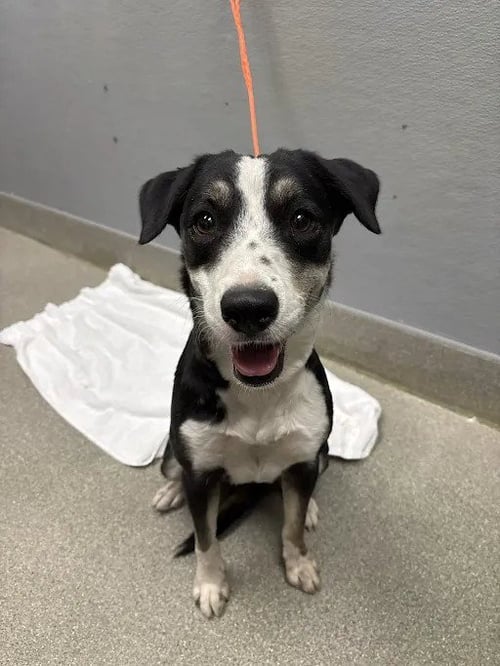 SADIE - Australian Shepherd available for adoption