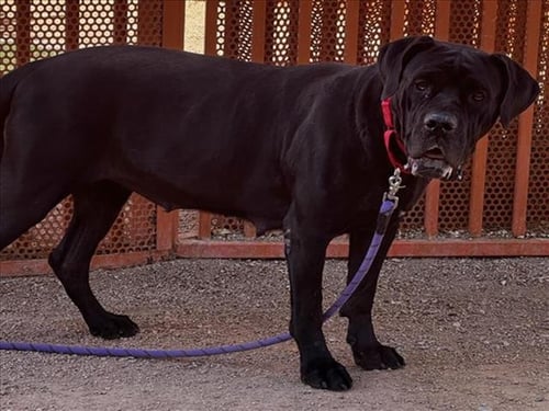 *LADY BARKINGTON - Cane Corso Mastiff available for adoption