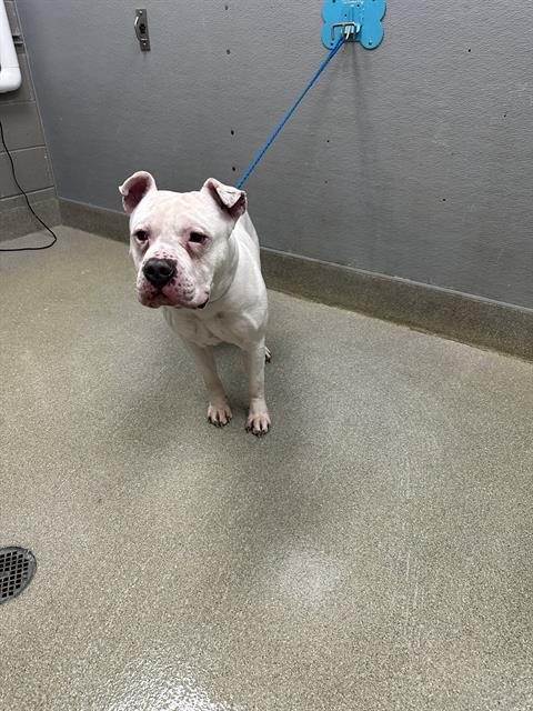 *MELVIN - American Bulldog available for adoption